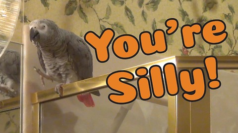 Einstein the Parrot is a very silly bird!