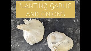 Planting garlic and onions....in November!