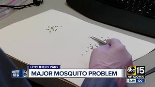 Major mosquito problem for one Litchfield Park neighborhood