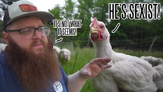 Why We Only Raise Roosters