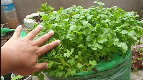 Best method to grow coriander in small plastic polythene |How to grow green coriander in home garden