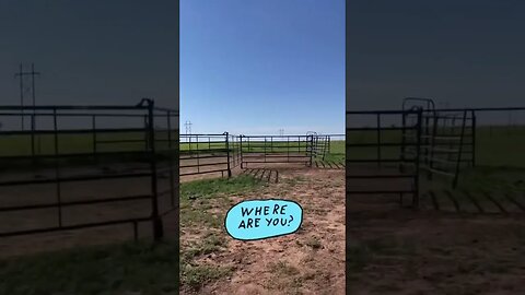 Try not to panic when your horse escapes the pen!