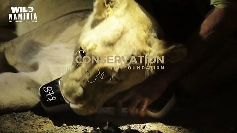 Trailer E02 DESERT LION CONSERVATION - THE HUAB DARTING