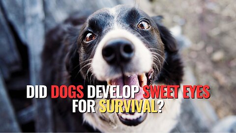 Did Dogs Develop Sweet Eyes for Survival?