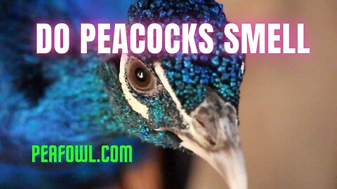 Do Peacocks Smell, Peacock Minute, peafowl.com