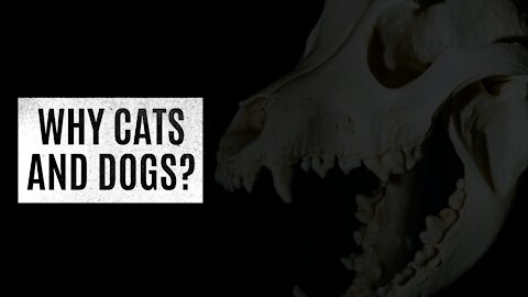 Why Cats and Dogs?
