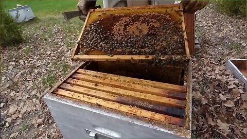 Division d'une ruche d'abeille: explication avec travail de terrain