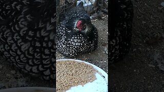 Update on hen who hatched chicks in the middle of winter