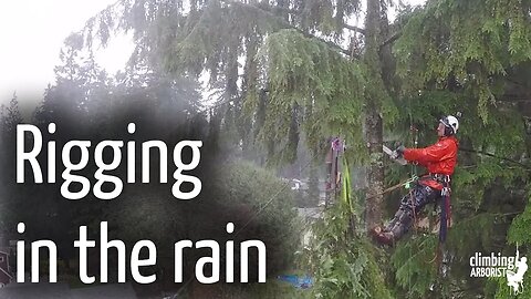 Rigging in the rain : Hemlock tree removal