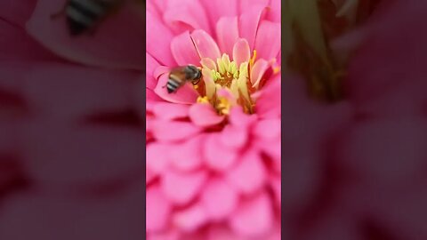 ZINNIA ELEGANS: A flower that loves sun and perfect for a pollinator garden