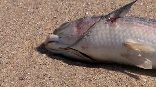 Red tide: Where do all the dead fish go?