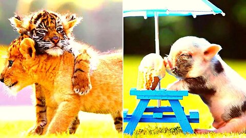 AWW Cute Baby Animals Videos Compilation | Funny and Cute Moment of the Animals #3