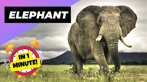 Elephant - In 1 Minute! 🐘 One Of The Most Intelligent Animals In The World | 1 Minute Animals