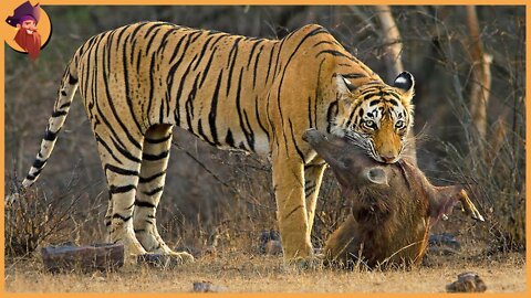 The Most Savage And Amazing Hunting Moments By The Cat Family Ever Captured