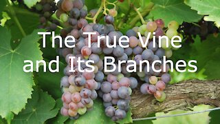 I Am the True Vine - John 15:1-8 for May 2, 2021