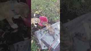 🐾 Pitbull Puppies Destroying Everything!