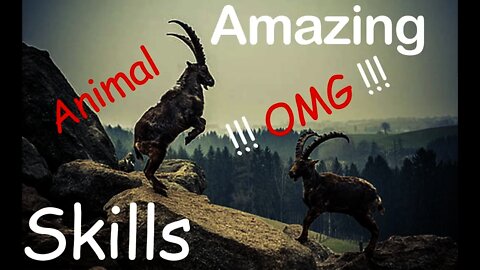 Amazing Animal Skills