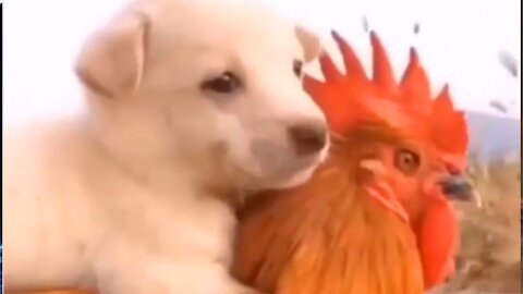 Sweet dog really wants to make friends with the rooster
