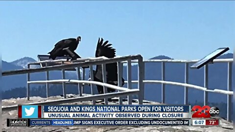 Unusual animal behavior at Sequoia National Park amid pandemic