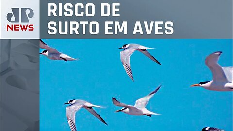 São Paulo declara emergência por causa da gripe aviária