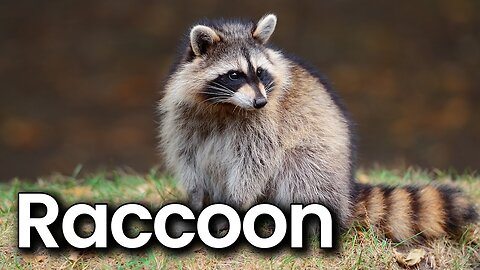 All about Raccoons for Kids: Raccoon Facts and Information for Children