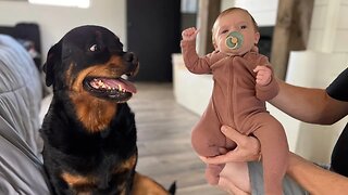 How To Introduce a Dog To a Newborn Baby! Rottweiler Training 101