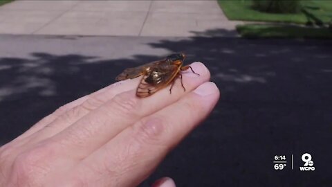 Mount St. Joseph using app to track Brood X cicada emergence