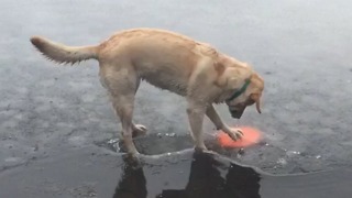 Adorable Dog Stands On Thin Ice