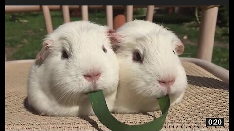 Guinea pig plays tug of war