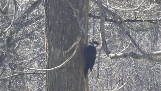 Pileated wood pecker James Gardens Toronto