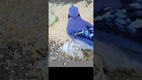 Cute 😍blue jay 🐦dining in the evening 🌇#cute #funny #animal #nature #wildlife #trailcam #farm