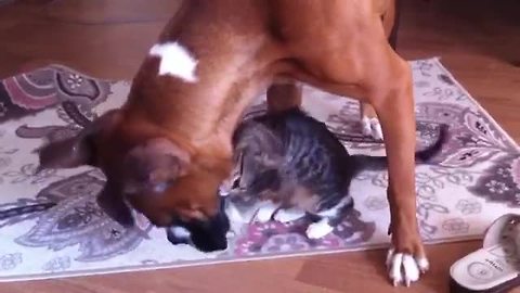 Boxer makes an adorable new friend