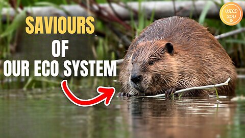 The Incredible Engineering Skills of Beavers Revealed
