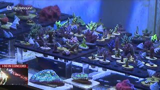 Business booms during pandemic for Copley coral farm