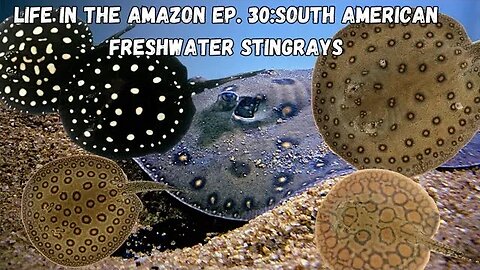 Life In The Amazon Ep. 30: South American Freshwater Stingrays