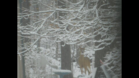 Snowy Day Eastern Panhandle West Virginia March 12, 2022