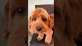 Adorable Doodle Puppy Groom | Before and After