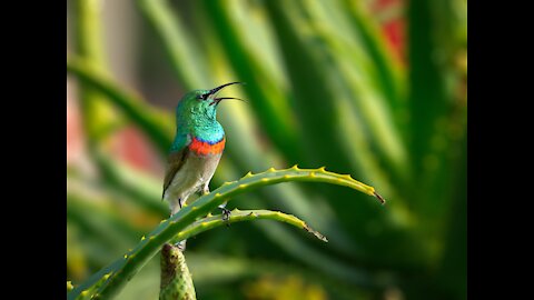 Listen best nature and cute birds singing song.