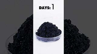 Dry Aged Caviar Timelapse 🐟