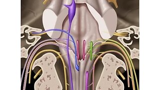 Cranial nerves IX, X, XI & XII