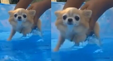 Swimming Dog Cute#cutedog,babydog,cutepuppies,dog,dogs