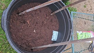 "Companion Planting" Edible Pod Peas With Red Potatoes in Large Plastic Tubs & Bamboo Trellis