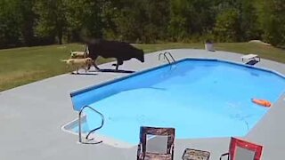 Vaca em fuga vai parar dentro da piscina!