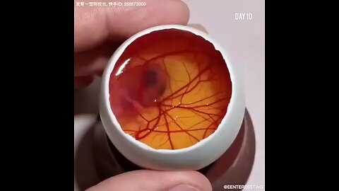 How_A_Chick_Born_From_A_Egg_🐣_-_Interesting_Video_-_😱