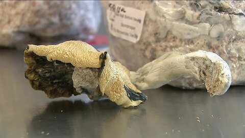 The Psychedelic Cup: Colorado's first homegrown, psychedelic mushroom competition