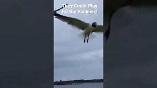 Have You Ever Seen Birds Do This?