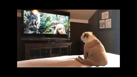 Bulldog has incredible reaction to emotional scene from 'The Lion King'