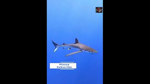 The Blue Shark Facts #shorts #amazingfacts #animals #sharks