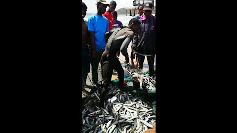 SOUTH AFRICA - Durban - Sardines being netted at Durban beachfront (Videos) (mcN)