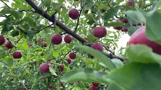 Michigan's apple cider season fun is not canceled at Blake's Orchard and Cider Mill